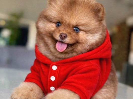 Mavi Göz Pomeranian Boo