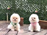 Ayıcık Surat Pomeranian Boo Yavrular