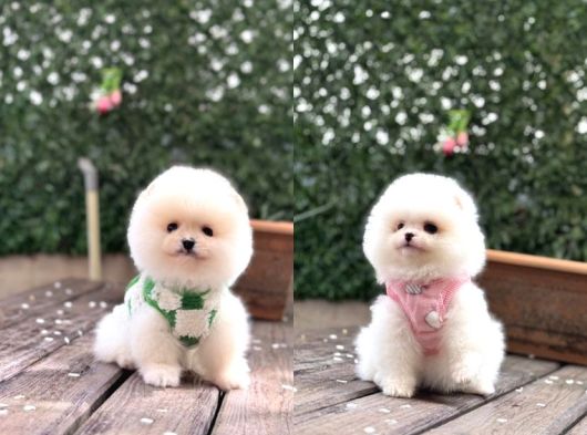 Ayıcık Surat Pomeranian Boo Yavrular