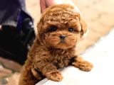 Daha Guzeli Kadar En Iyi Korean Toy Poodle Bebislerimiz