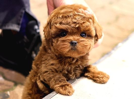 Daha Guzeli Kadar En Iyi Korean Toy Poodle Bebislerimiz görsel