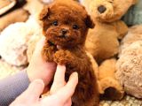 Daha Guzeli Kadar En Iyi Korean Toy Poodle Bebislerimiz