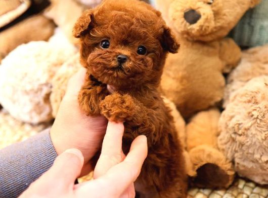 Daha Guzeli Kadar En Iyi Korean Toy Poodle Bebislerimiz görsel