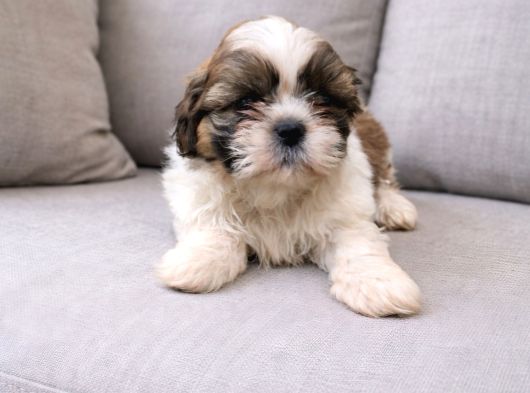 Secereli Shihtzu  Bebekler görsel