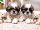 Secereli Shihtzu  Bebekler