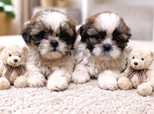 Secereli Shihtzu  Bebekler görsel
