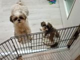 Secereli Shihtzu  Bebekler