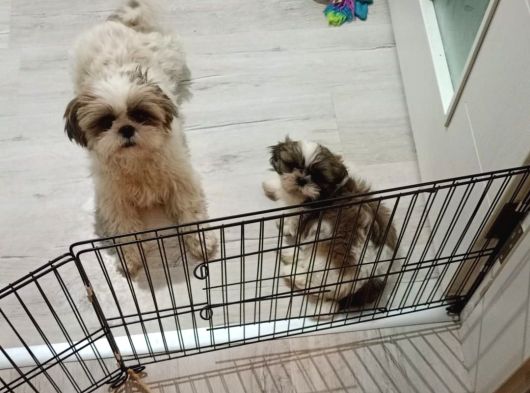 Secereli Shihtzu  Bebekler görsel