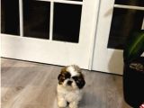 Secereli Shihtzu  Bebekler