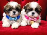 Secereli shihtzu  bebekler
