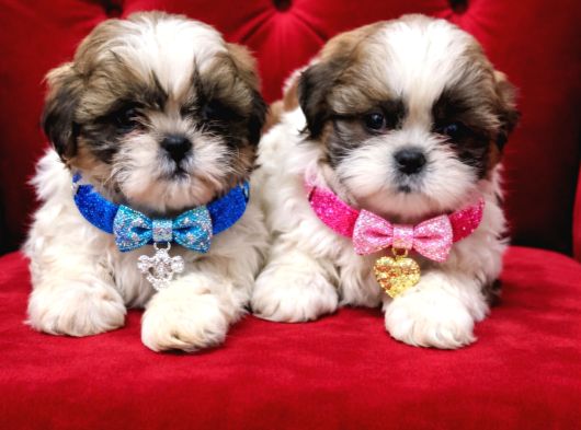 Secereli Shihtzu  Bebekler