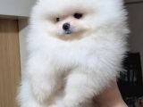Üst Kali̇te Kar Beyaz Teacup Ori̇ji̇nal Irk Di̇şi̇