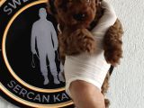 Kore Max 2 Kg Garantili 3-4 Aylık Full Aşılı