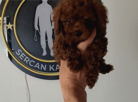 Kore Max 2 Kg Garantili 3-4 Aylık Full Aşılı