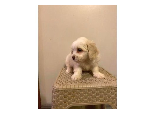 Ev Doğumu Maltese Bebekler görsel