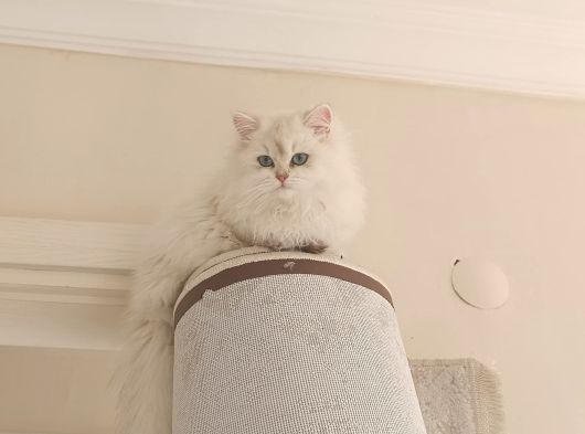 İpek Tüylü Bebek