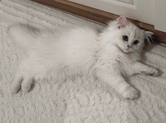 İpek Tüylü Bebek görsel