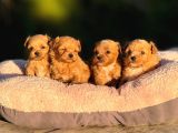 Korea Teacup Maltipoo Bebekleri̇mi̇z