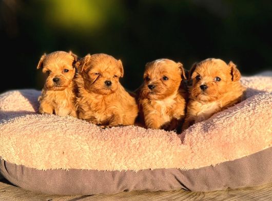 Korea Teacup Maltipoo Bebekleri̇mi̇z görsel