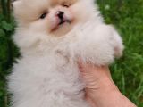 Pomernian Boo