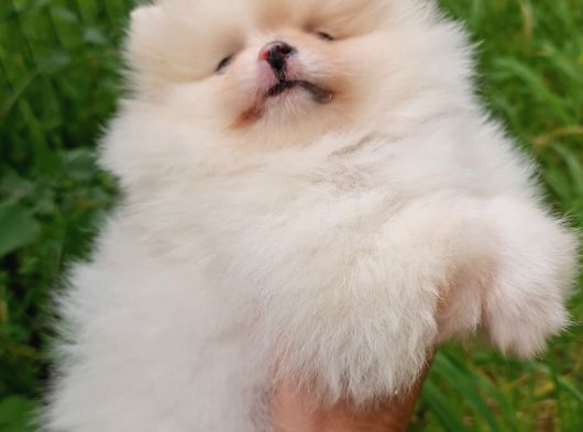 Pomernian Boo görsel