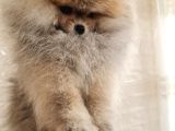Pomernian Boo