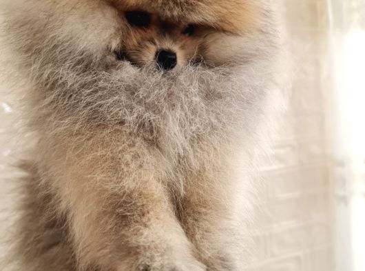 Pomernian Boo görsel