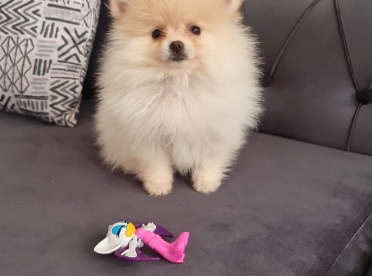 Pomernian Boo görsel