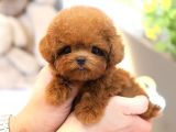 Korean Toy Poodle Mutluluk Kaynagi Bebeklerim