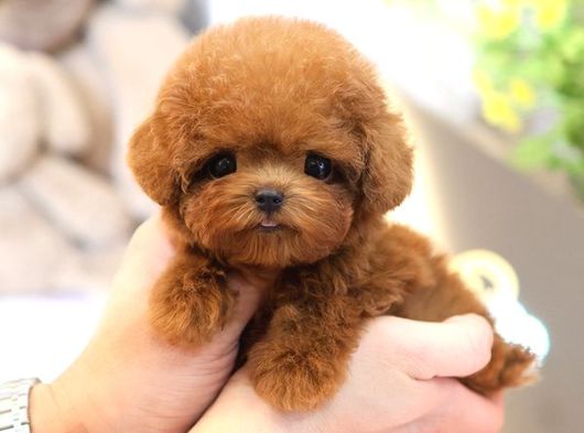 Korean Toy Poodle Mutluluk Kaynagi Bebeklerim görsel