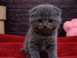 SAFKAN GARANTİLİ SCOTTISH FOLD YAVRULARI