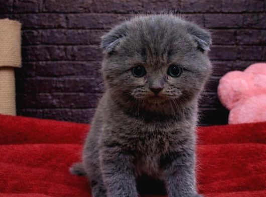 Safkan Garanti̇li̇ Scottish Fold Yavrulari
