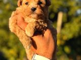 MİNİ BOY MALTIPOO BEBEKLERİMİZ
