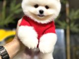 Ayı Surat Pomernian Boo Yavrularım
