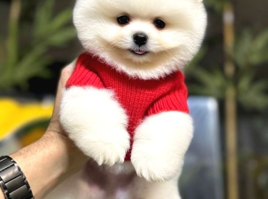 Ayı Surat Pomernian Boo Yavrularım görsel