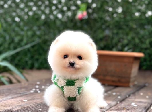 Ayıcık Surat Pomeranian Boo Yavrular görsel