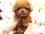 Korean Toy Poodle Mutluluk Kaynagi Bebeklerim