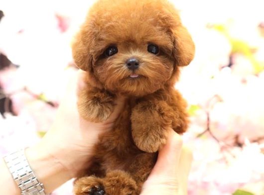 Korean Toy Poodle Mutluluk Kaynagi Bebeklerim görsel