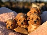 KOREA TEACUP MALTIPOO BEBEKLERİMİZ