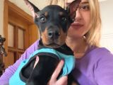 Eğitim Merkezinden Doberman Yavruları