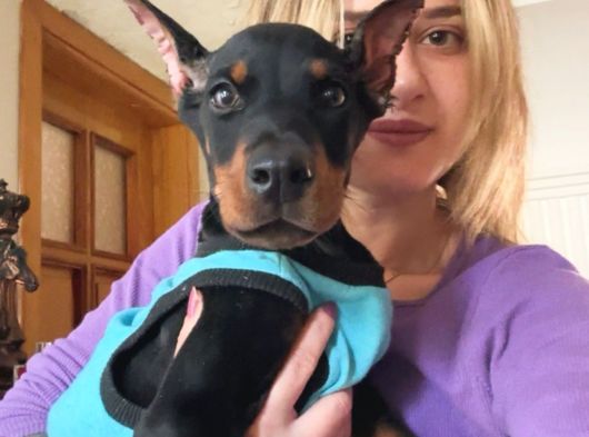 Eğitim Merkezinden Doberman Yavruları görsel