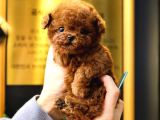 Daha Guzeli Kadar En Iyi Korean Toy Poodle Bebislerimiz