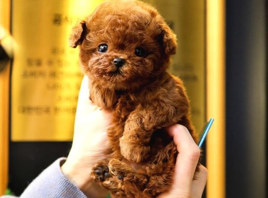 Daha Guzeli Kadar En Iyi Korean Toy Poodle Bebislerimiz görsel