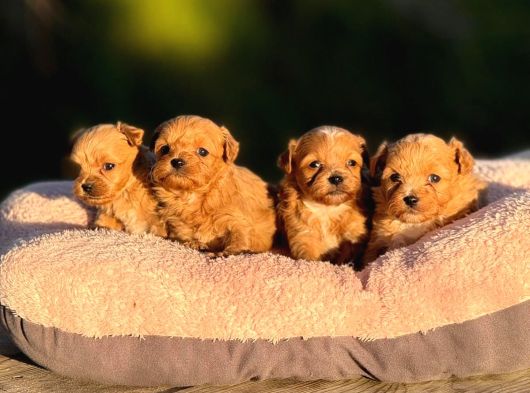 Korea Teacup Maltipoo Bebekleri̇mi̇z görsel