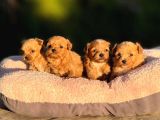 MİCRO TEACUP MALTİPOO BEBEĞİMİZ