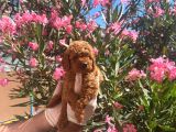 Evinizin Gozdesi Toy Poodle Yavrularim