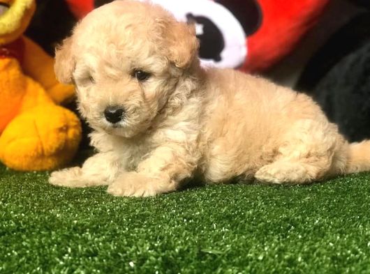 Dünya Tatlisi Malti̇poo Yavrulari görsel