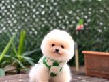 Ayıcık Surat Pomeranian Boo Yavrular