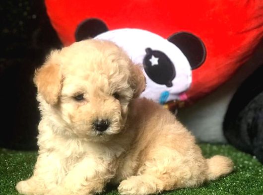 Dünya Tatlisi Malti̇poo Yavrulari görsel