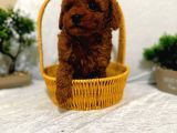 Zeki Akilli Toy Poodle Cocuklarim